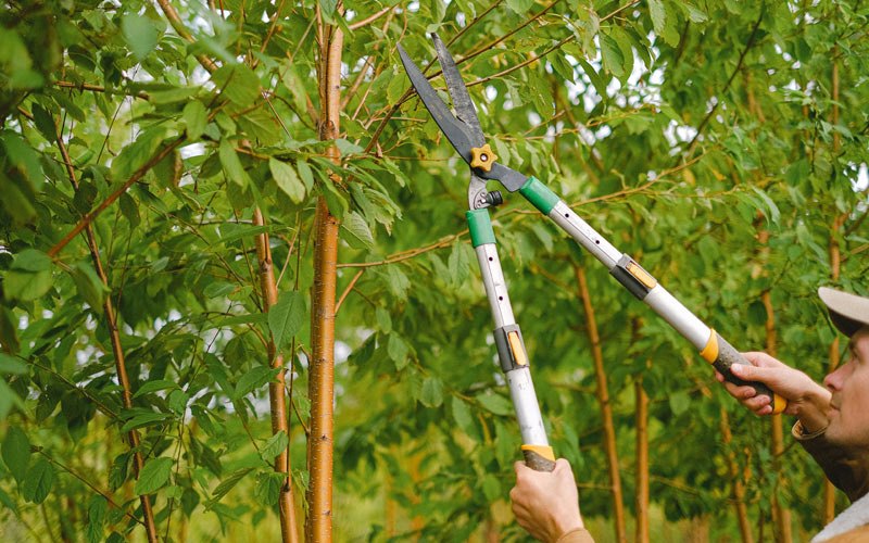 Tree trimming in Wetumka, OK
