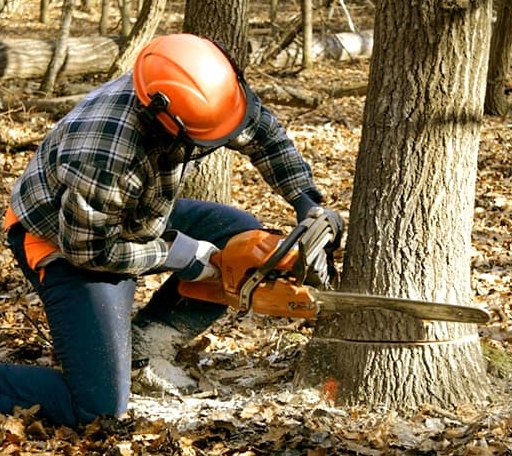 Tree Removal in Wetumka, OK